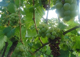 Na području Gorice vinogradi pogođeni peronosporom i pepelnicom