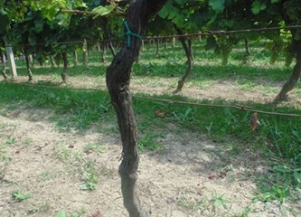 Na području Gorice vinogradi pogođeni peronosporom i pepelnicom
