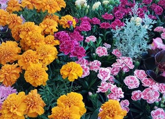Otvorena 15. Županijska izložba cvijeća: Hortenzije, pelargonije i kaktusi preplavili glavni trg u Zaprešiću