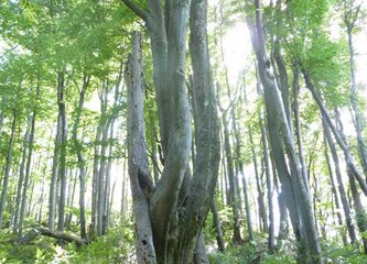 Bistranski planinari ponovno aktivni: Osvojili Ivačku glavu, Platak i Snježnik