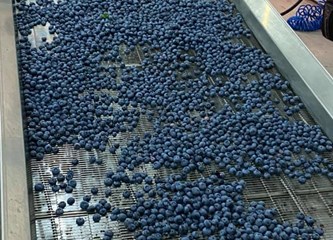 Distributivni centar za voće i povrće u Rakitovcu ima najmoderniji stroj za sortiranje jagodastog voća