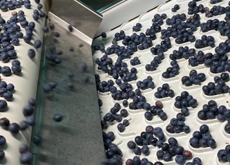 Distributivni centar za voće i povrće u Rakitovcu ima najmoderniji stroj za sortiranje jagodastog voća