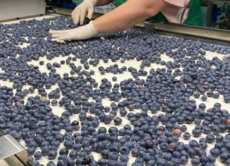 Distributivni centar za voće i povrće u Rakitovcu ima najmoderniji stroj za sortiranje jagodastog voća