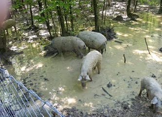 Proširen gater u kojem obitavaju turopoljske svinje