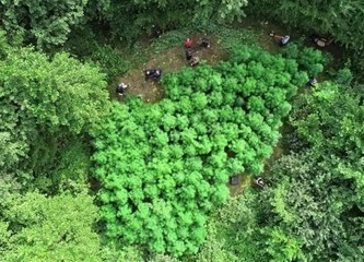 FOTO i VIDEO: U šumi u Pavučnjaku posadio marihuanu! Policija pronašla plantažu skrivenu među zelenilom