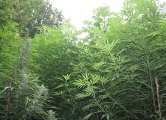 FOTO i VIDEO: U šumi u Pavučnjaku posadio marihuanu! Policija pronašla plantažu skrivenu među zelenilom