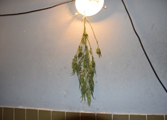 [FOTO] Muškarac (39) na Plešivici uzgajao marihuanu, u kući mu pronašli 22 stabljike