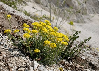 Tajanstveni svijet Zagrebačke županije JU Zeleni prsten predstavlja na izložbi povodom Dana planeta Zemlje