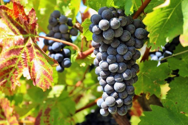 FOTO Počela berba: „Manji urod dao vrhunsko grožđe, imat ćemo fina vina!“