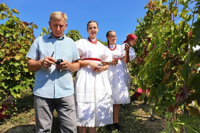 FOTO Počela berba: „Manji urod dao vrhunsko grožđe, imat ćemo fina vina!“