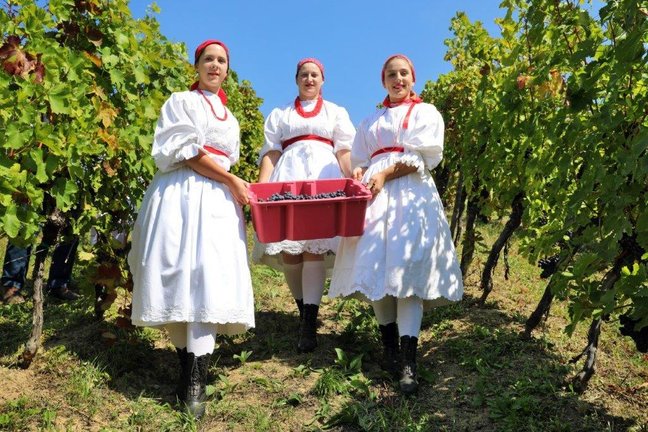 FOTO Počela berba: „Manji urod dao vrhunsko grožđe, imat ćemo fina vina!“
