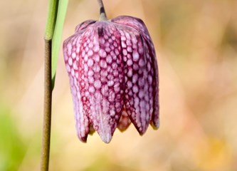 Proljetnice su oko nas, ali ne berite ih!