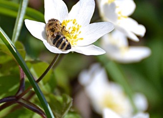Proljetnice su oko nas, ali ne berite ih!