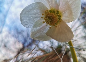 Proljetnice su oko nas, ali ne berite ih!